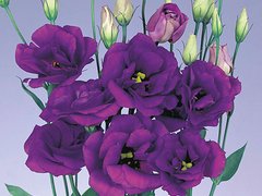 Lisianthus (Eustoma) ECHO -1000 seminte drajate